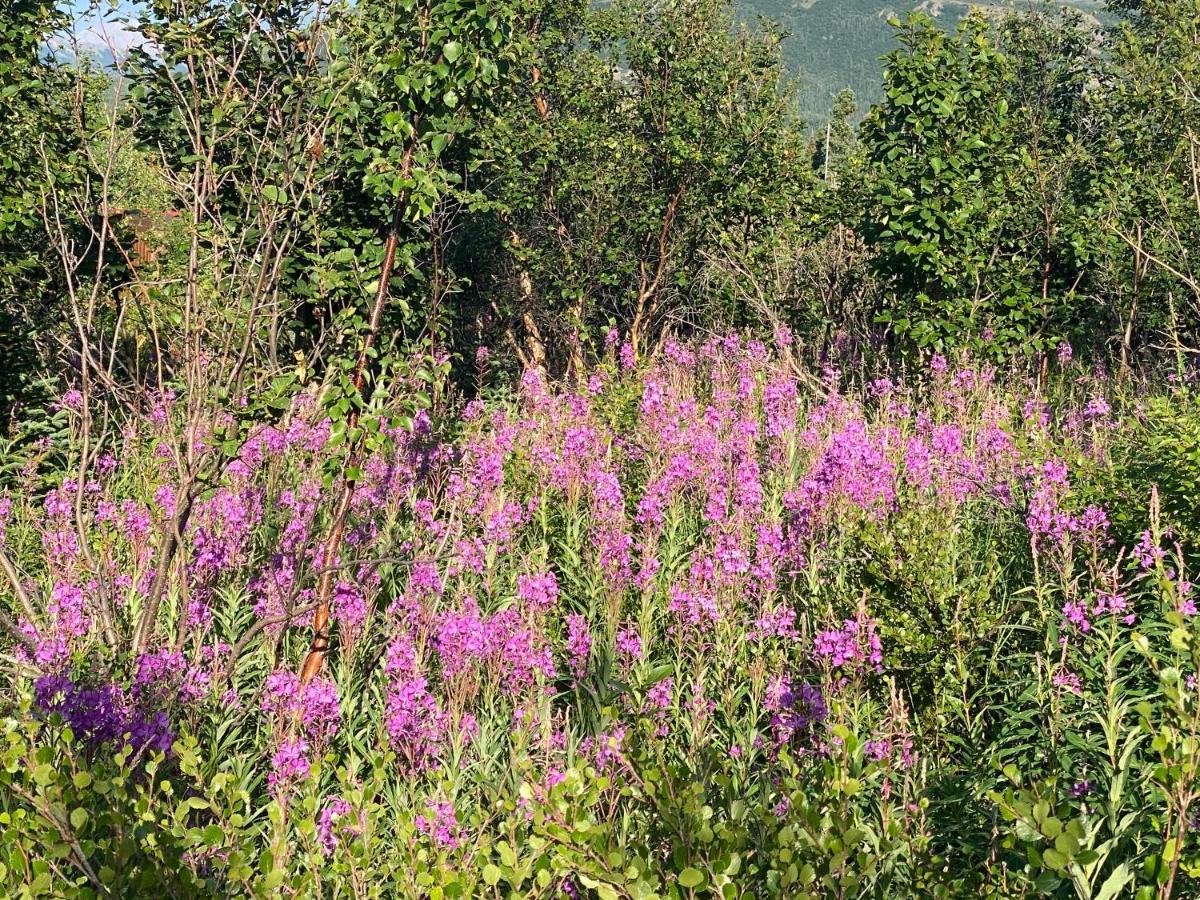 Denali Rv Park & Motel Healy Zewnętrze zdjęcie