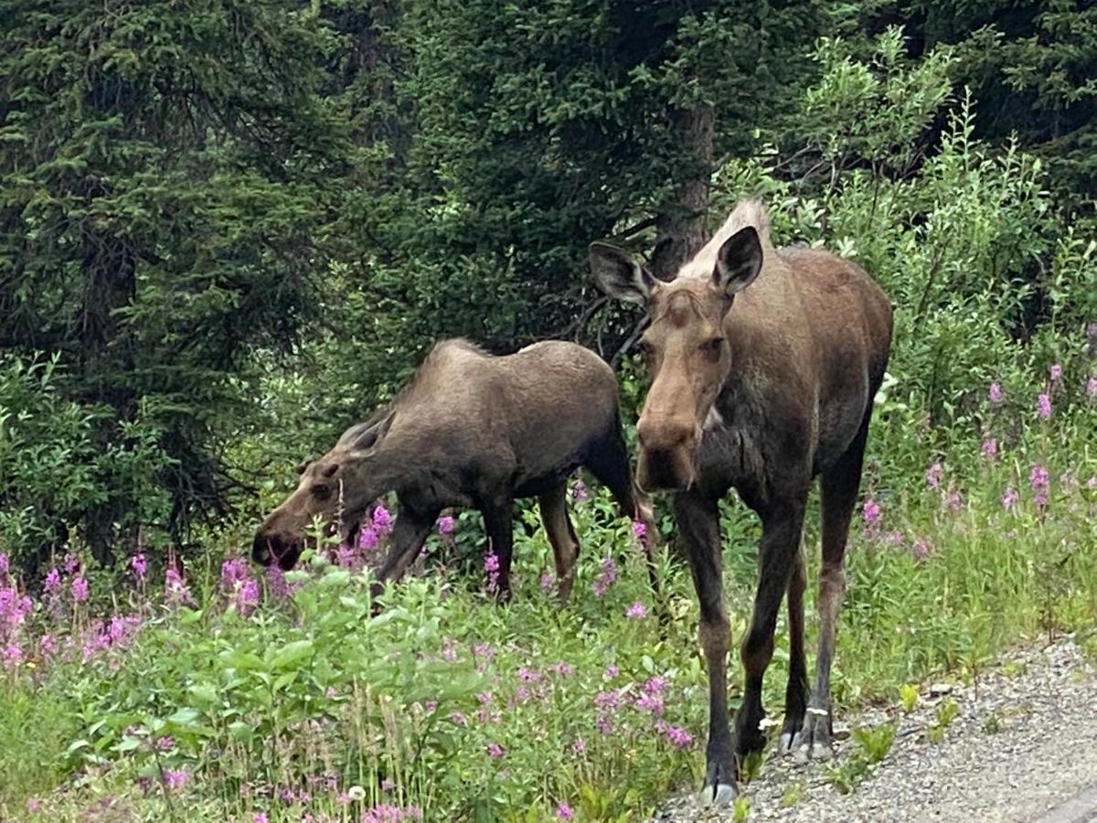 Denali Rv Park & Motel Healy Zewnętrze zdjęcie